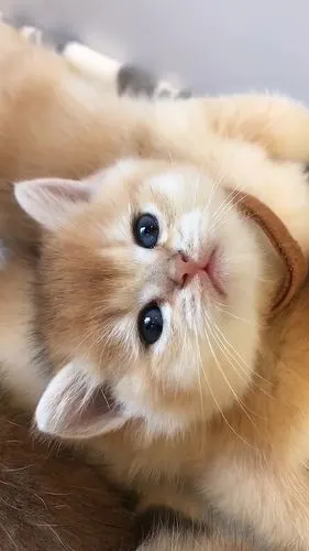 最萌不过小奶猫