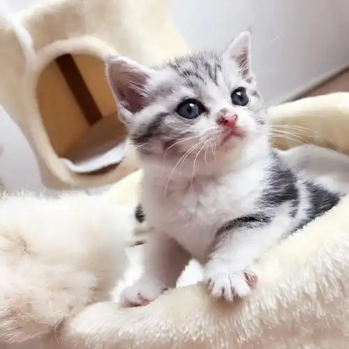 自家繁殖的宠物猫美短加白