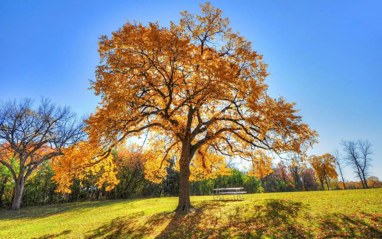 秋天优美自然风光图片桌面壁纸高清大图预览1920x1200_风景壁纸下载