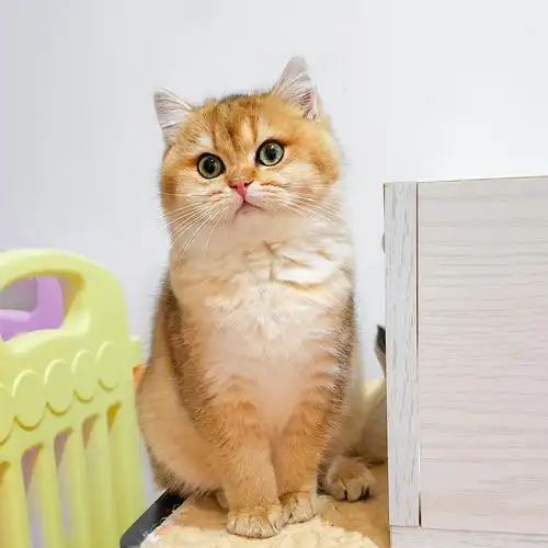 *小夕猫舍*自留小猫展示 英短金渐层 猫咪宠物活体 wcf注册猫舍