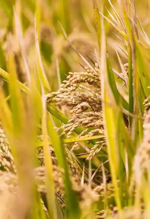 秋收啦狄坂村水稻丰景正好