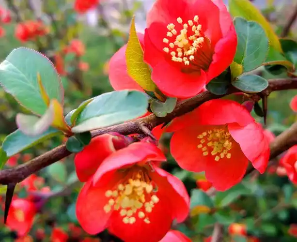 我见过最美的海棠花,海棠品种图片大全