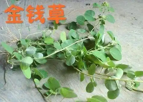 小金钱草的功效与作用