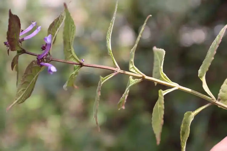 庆元植物1340-唇形科-香茶菜属-长管香茶菜