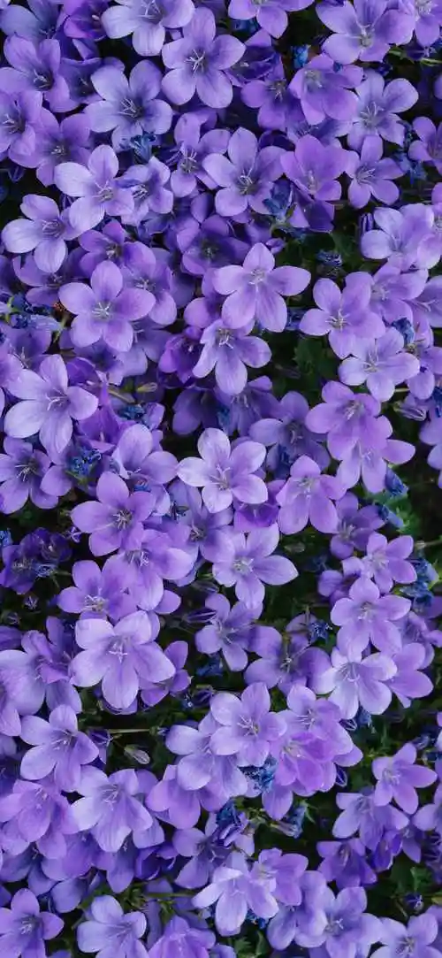 时间:2021-07-26浏览:(1227)标签:格式:jpg