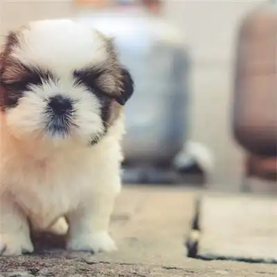 萌萌哒可爱呆萌的宠物狗狗头像