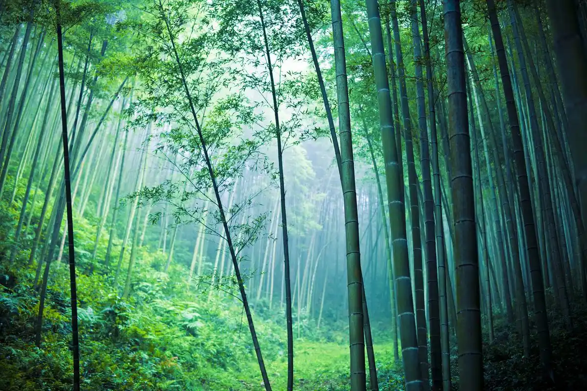 宜兴竹海风景区是一个以竹林为主题的国家aaaa级旅游区,位于江苏省