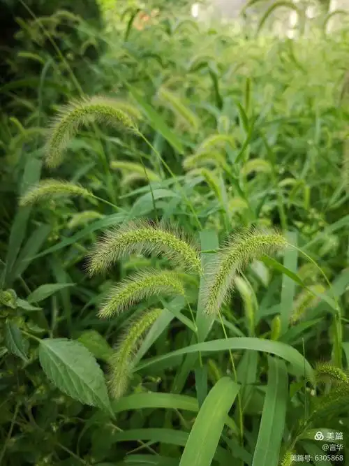 其它 毛毛草 写美篇         阅读 17 投诉文章