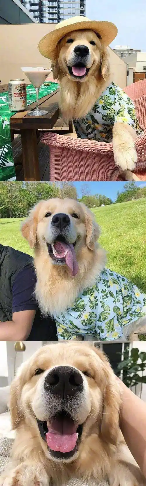 金毛的微笑好有感染力哦