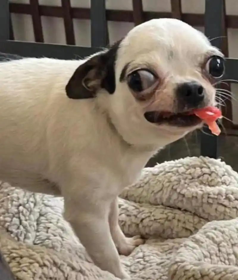 这狗子的大眼珠子,让我感觉到我的眼睛好疼!