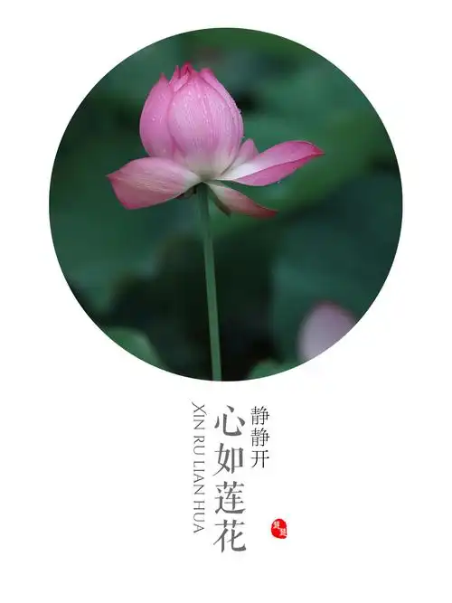 心如莲花静静开