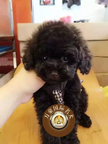 纯种血统茶杯体泰迪犬幼犬咖啡巧克力色出售贵妇贵宾犬活体宠物狗