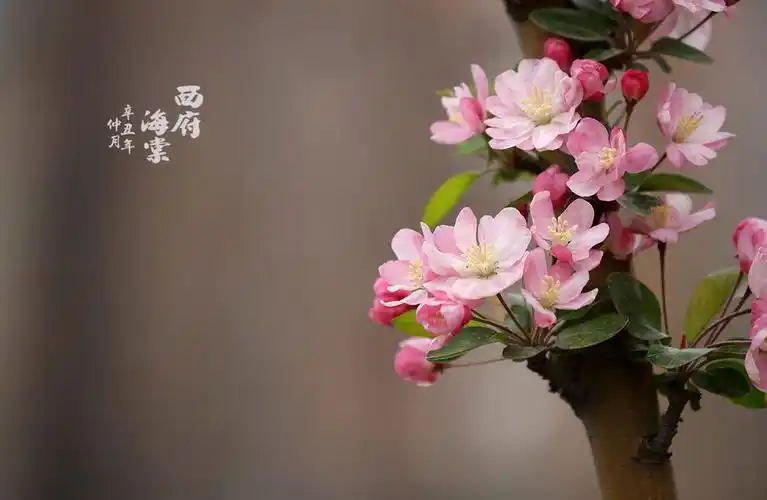 西府海棠【1】 (共 7 p)