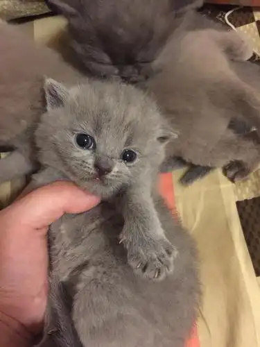 看看我家刚出生的英短小蓝猫吧