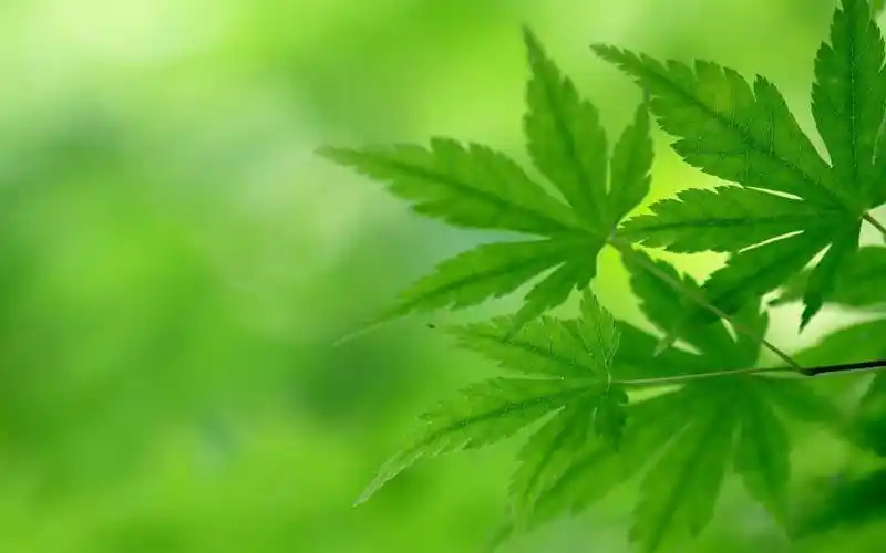 绿色枫叶清爽护眼风景桌面壁纸