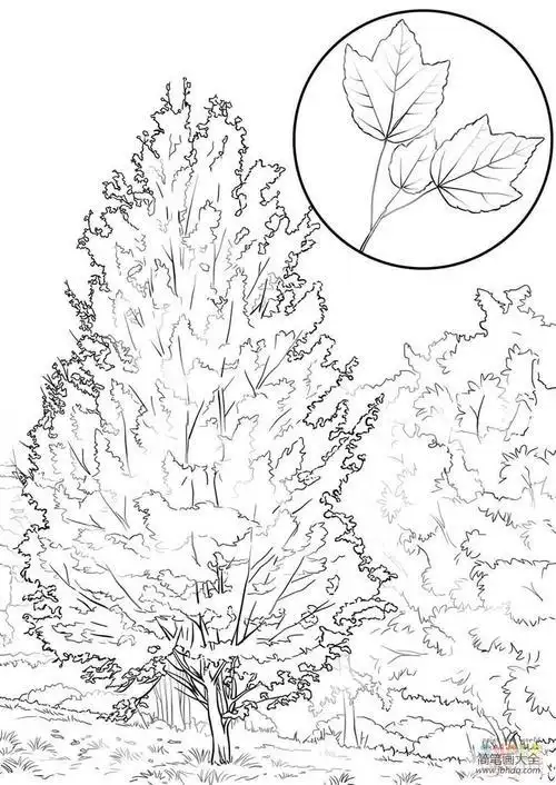 枫树简笔画手绘画法