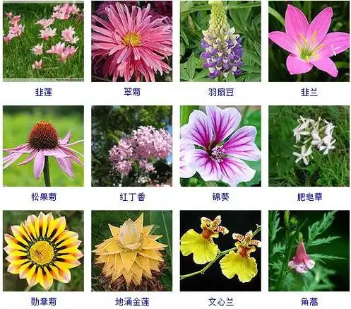 各种花卉大全(各种花图片大全大图)