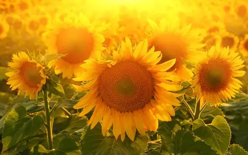 治愈系唯美向日葵图片_向着太阳顽强生长