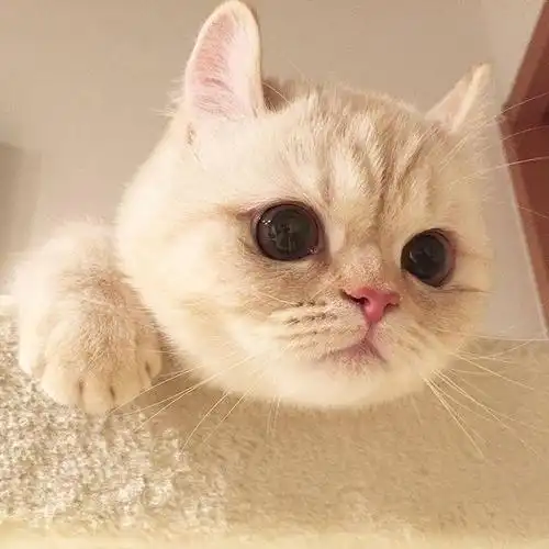 喵喵喵 猫咪 猫奴 铲屎官 吸猫 云养猫 萌 软萌 小可爱 超萌 爱宠