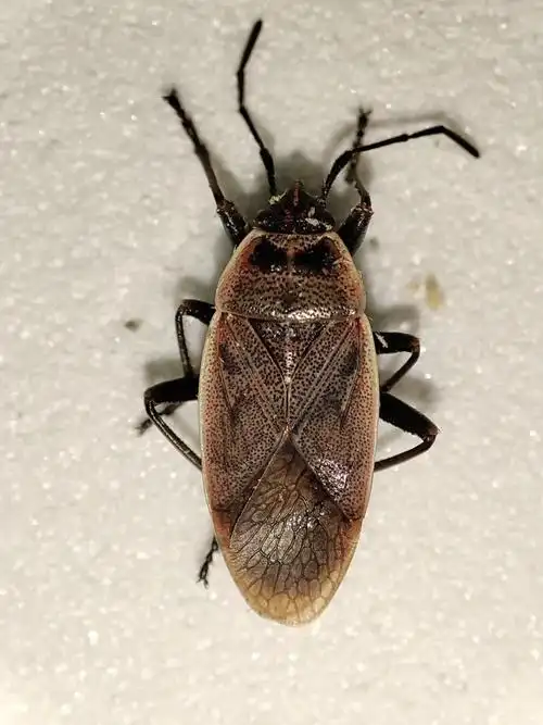 先地红蝽(pyrrhocoris sibiricus),又叫地红蝽.体长7.9~9.