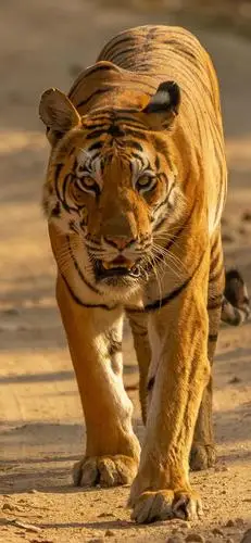 超级手机壁纸:2k老虎虽然凶猛但是有时候看起来还是憨憨的