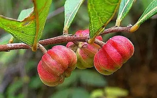 一种童年常见的野果,如今要60元一斤,谁家若有生长,请珍惜