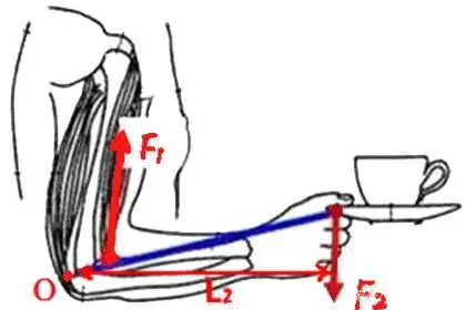 杠杆示意图-费力杠杆