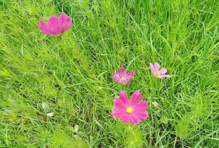邛海泸山风景区里面的花草树木争奇斗艳