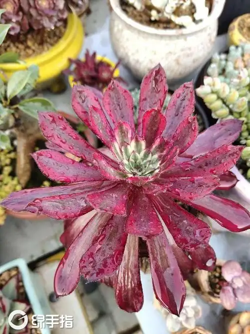 夏柔家的红覆轮法师