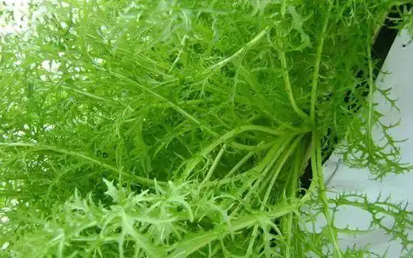 农村"抗癌草"比金银花强100倍,可杀死"癌细胞",只要几块钱!