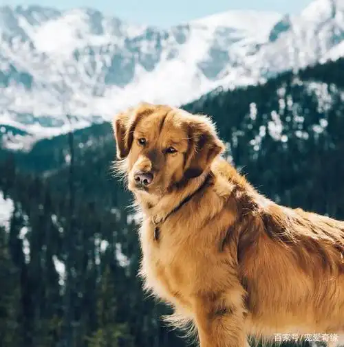 世界上最帅的金毛犬,论气质样貌,它就是宠物界中的"发哥"