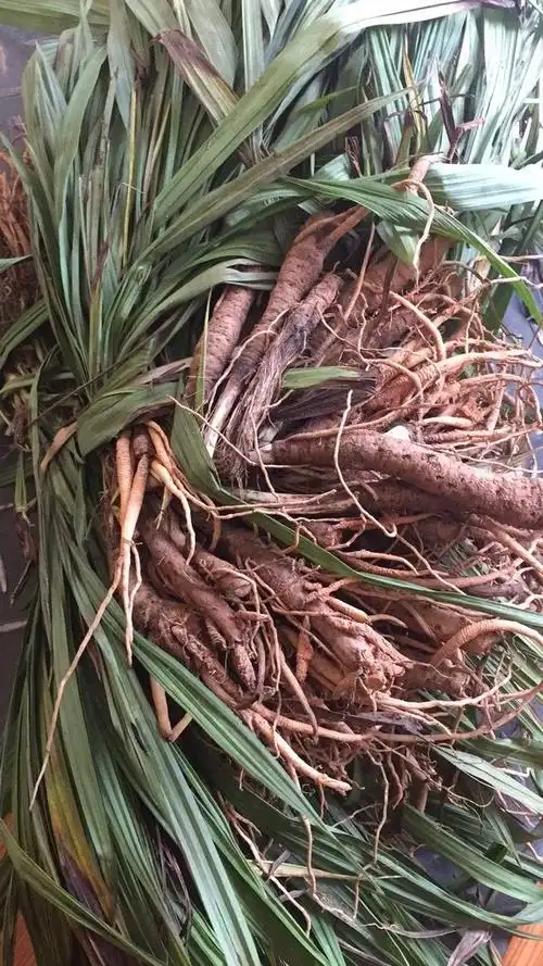 2021新货官方旗舰四川山区小叶仙茅仙毛草种苗仙矛独