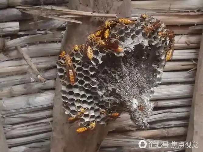 馆陶吴庄老宅屋顶现20多个马蜂窝 人蜂和谐相处互不伤害!!!-搜狐