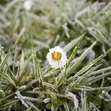 高清清新淡雅的花朵头像