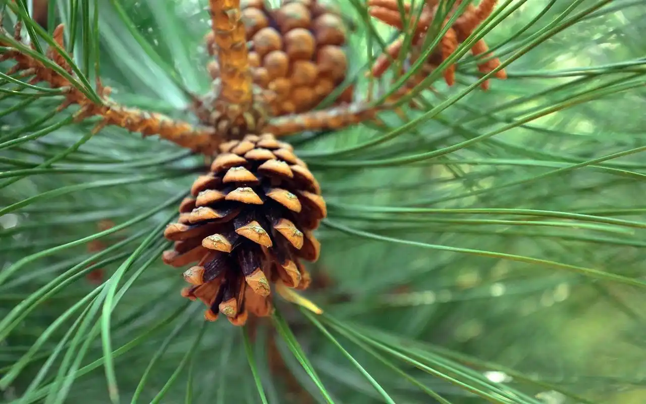 绿色植物松树果实清新唯美高清桌面壁纸