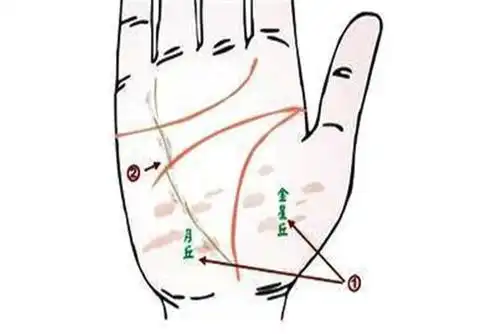第4,成功线长,与三线相连以及生命线相连,分隔除月丘与金星丘两个桃花