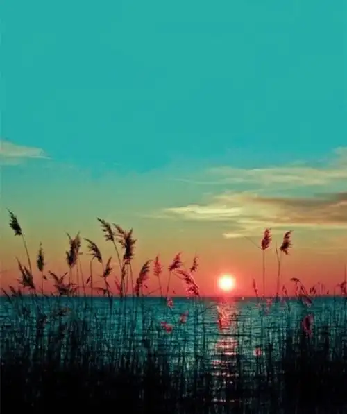 唯美意境lomo图片去看看2020-04-15小清新唯美绿色植物lomo治愈系图片