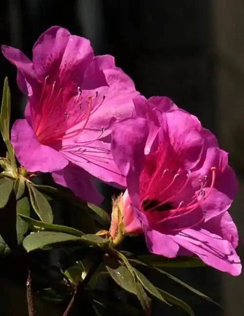 绿色越秀 | 刷屏预备!兰圃的杜鹃花开好了_锦绣_桥身_栽培