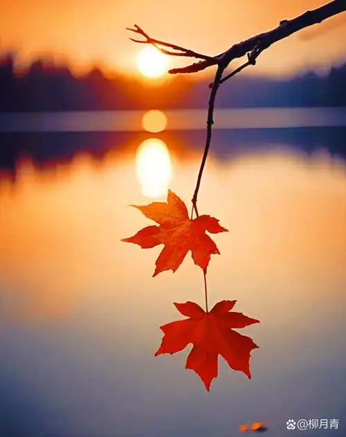 唯美秋词欣赏: 烟络横林,山沉远照,迤逦黄昏钟鼓