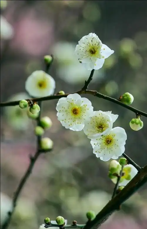 与众不同的绿梅