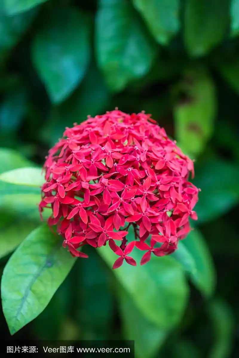 红色绣球花的特写,西班牙