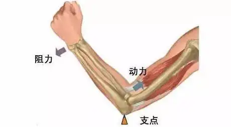 骨和关节共同协作完成的,肌肉收缩是人体运动的动力,骨是杠杆中的硬棒
