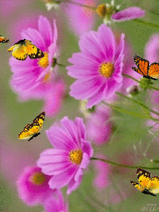 240_320竖版 竖屏gif 动态图 动图