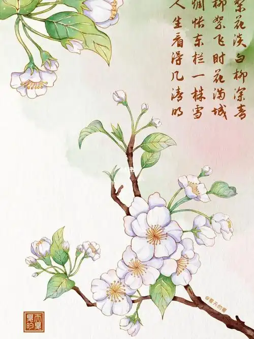 临摹  #梨花  #国风  #古風  #水彩花卉  #水彩植物  #我的绘画长长