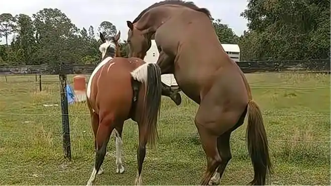 自从给公马配了母马,完全变了个马样!