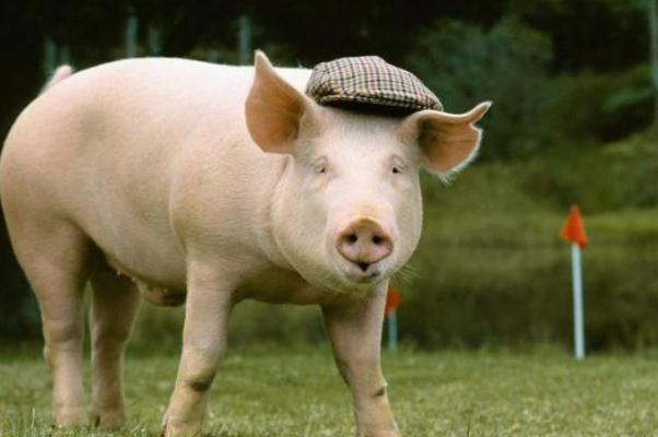 颤抖吧属猪人,3大"囍"要踏破你家门槛,转运在此一回!