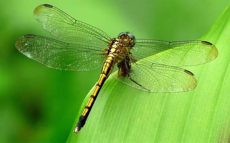 蜻蜓特写高清桌面壁纸图片高清大图预览1920x1200_动物壁纸下载_美桌
