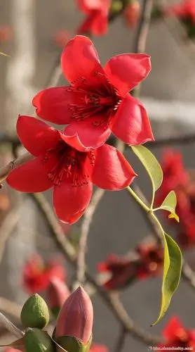 却是南中春色别,满城都是木棉花.