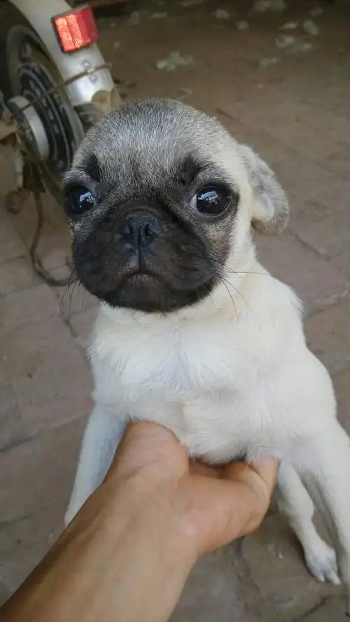 这个哈巴狗咋样啊,猜疑猜市场价格