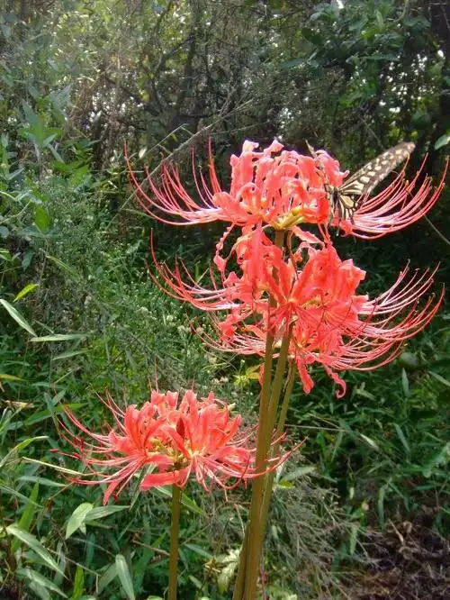 7种"大毒花",平时经常见,掐个叶子,流出毒液,小心别碰上